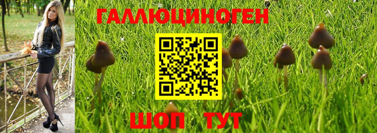 Галлюциногенные грибы Psilocybe Строитель